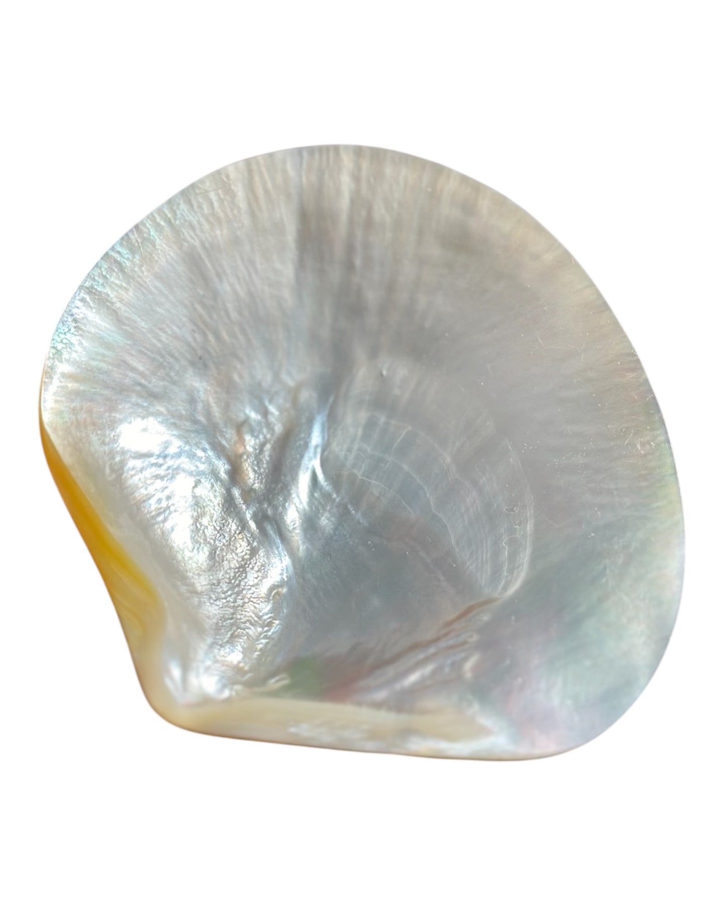 Polished Mother of Pearl shell