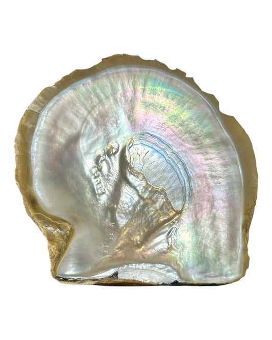 Broome Pearl shell large